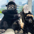 Gorilla Stuffed Animal