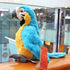 Parrot Stuffed Animal