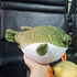 Pufferfish Plush