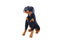 Rottweiler Stuffed Animal Plush Soft Toy