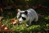 Realistic Raccoon Plush