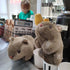 Wombat Stuffed Animal Plush Toy