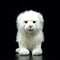 White Lion Plush Stuffed Animal Toy