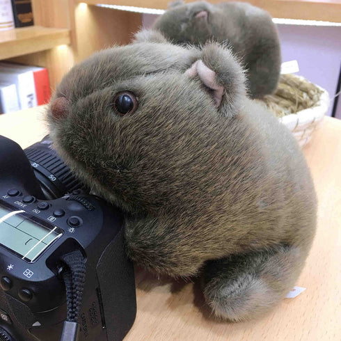 Wombat Stuffed Animal Plush Toy